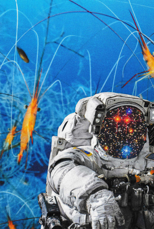 'Space Shrimp' Print | Artists Eyes Collage 15/15
